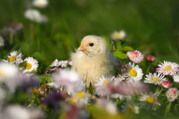 Schattig Geel Baby Chick Poseren Het Voorjaar Bloemen Rechtenvrije Stockafbeeldingen