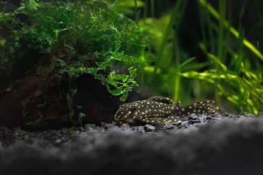 Bir akvaryumun dibinde hipankistrus l201 pleco balığı.