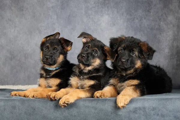 Drie Duitse Herder Puppies Liggen Samen Grijze Studio Achtergrond — Stockfoto