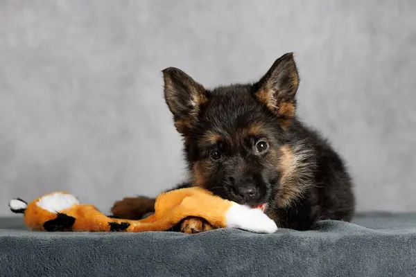 Schattig Duits Herder Puppy Bijten Een Zacht Speelgoed Terwijl Liggend Rechtenvrije Stockfoto's