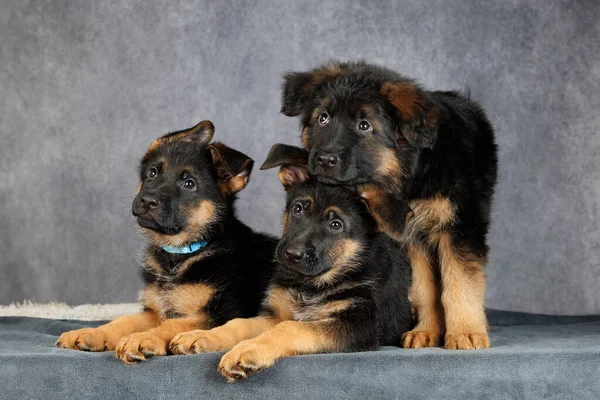 Drie Schattige Duitse Herder Puppies Samen Poseren Grijze Studio Achtergrond — Stockfoto