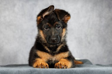 Gri stüdyo arka planına uzanmış komik kulakları olan sevimli Alman çoban köpeği.