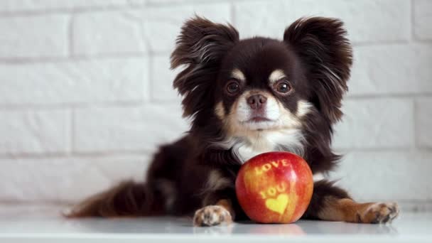 Chihuahua Kutya Fekszik Pihen Egy Almán Amire Van Írva Hogy — Stock videók