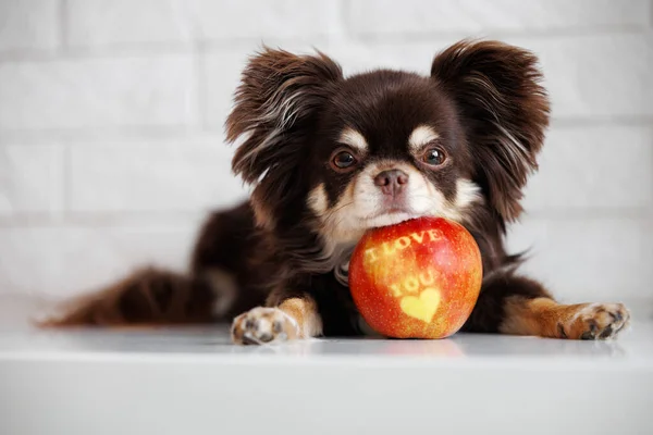 stock image cute chihuahua dog lying down and resting head on an apple with 