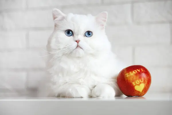Красива Молода Біла Пухнаста Кішка Блакитними Очима Лежить Поруч Яблуком Стокове Зображення