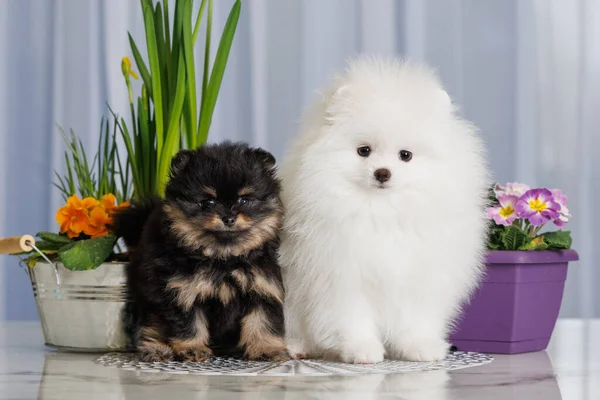 Twee Pomeranian Spitz Puppies Samen Poseren Binnen Met Bloeiende Bloemen — Stockfoto