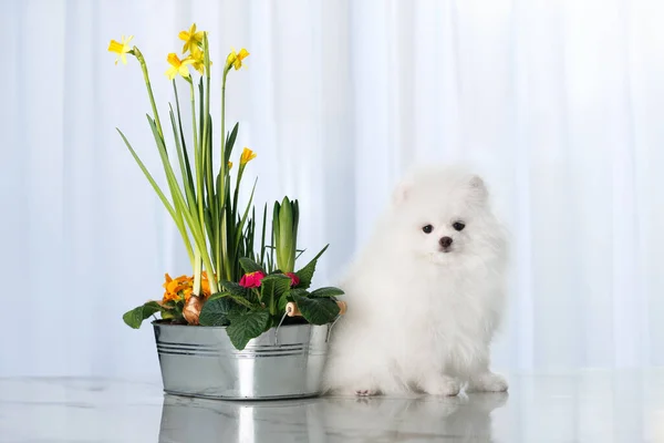 Pomeranian Spitz Puppy Zitten Binnen Met Een Pot Van Bloeiende Stockafbeelding