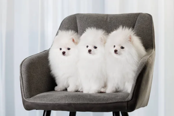 Drie Witte Pomeranian Spitz Puppies Poseren Binnen Een Stoel Samen Stockafbeelding