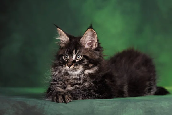 Tabby Maine Coon Kitten Liggend Groene Achtergrond Rechtenvrije Stockafbeeldingen