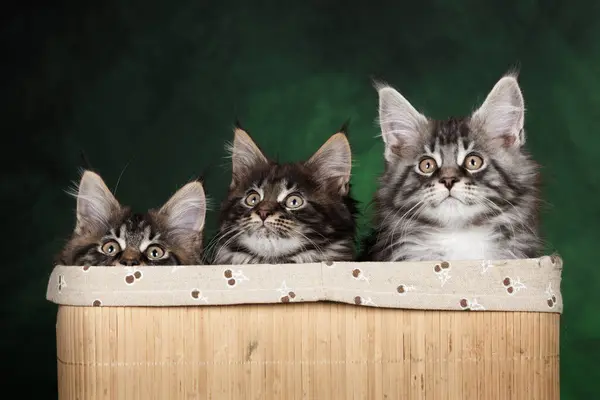 Три Смішні Кошенята Купола Ховаються Кошику Зеленому Студійному Фоні Стокова Картинка