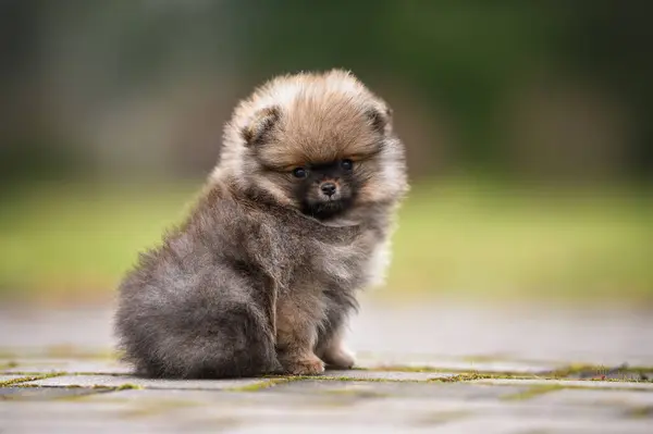 Pomeranian Σπιτζ Κουτάβι Κάθεται Εξωτερικούς Χώρους Καλοκαίρι Εικόνα Αρχείου