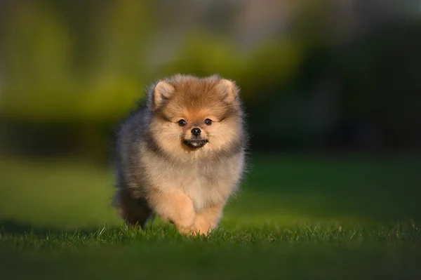 Rojo Pomeranian Spitz Cachorro Caminando Sobre Hierba Verano Fotos de stock libres de derechos