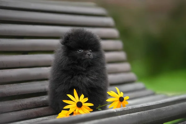 Μαύρο Pomeranian Σπιτζ Κουτάβι Ποζάρουν Ένα Παγκάκι Κίτρινα Λουλούδια Royalty Free Εικόνες Αρχείου