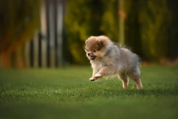 happy puppy running on grass in summer