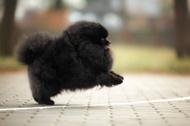Parkta koşan mutlu siyah Pomeranya köpekleri