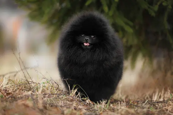 Ευτυχής Μαύρο Pomeranian Spitz Σκυλί Στέκεται Εξωτερικούς Χώρους Την Άνοιξη Φωτογραφία Αρχείου
