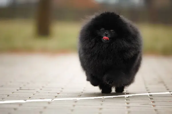 在公园里跑来跑去的黑色波美拉尼亚斯皮茨犬的特写 图库图片