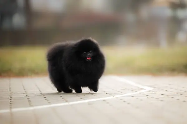 Чорний Шпіц Собака Гуляє Відкритому Повітрі Парку Ліцензійні Стокові Зображення