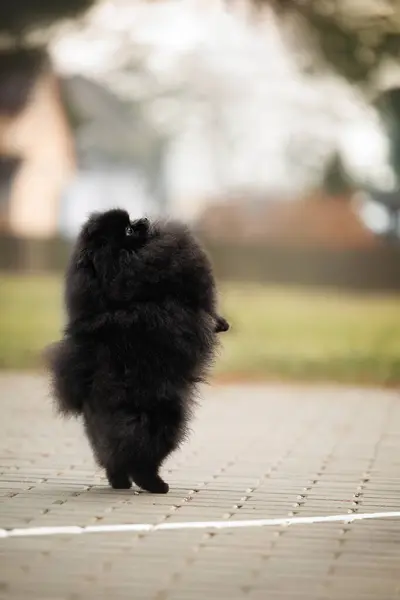 黒いバングラデシュのスピッツ犬は屋外で後ろ足を乞う ストックフォト