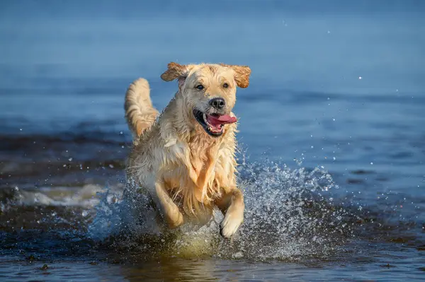 Щасливий Золотий Ретривер Собака Біжить Воді Крупним Планом Постріл Стокова Картинка