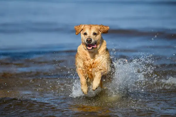 Ευτυχισμένο Χρυσό Σκυλί Retriever Τρέχει Έξω Από Νερό Στην Παραλία Εικόνα Αρχείου