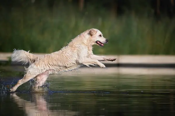 幸せなゴールデンレトリーバー犬が湖水に飛び込む ストック写真