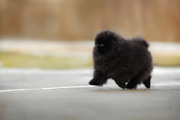 Χαριτωμένο Μαύρο Pomeranian Spitz Κουτάβι Περπάτημα Εξωτερικούς Χώρους Royalty Free Εικόνες Αρχείου