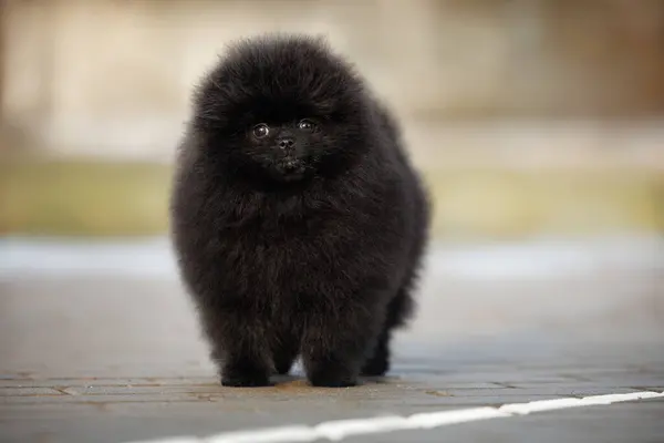 Beautiful Black Pomeranian Spitz Puppy Standing Outdoors Close Stock Picture