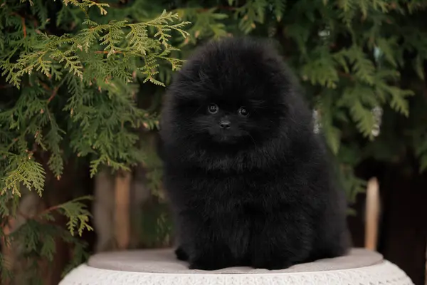 Black Pomeranian Spitz Puppy Portrait Outdoors Royalty Free Stock Images