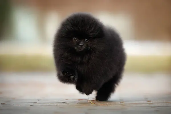 Feliz Negro Pomeranian Spitz Cachorro Corriendo Aire Libre Cerca Disparo Imagen de stock
