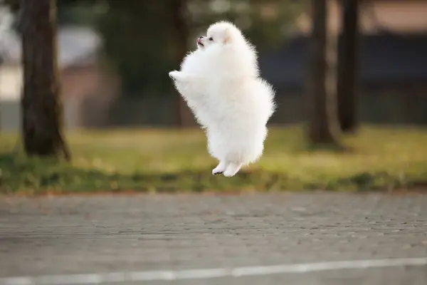 Funny White Pomeranian Spitz Puppy Jumping Air Outdoors Stock Picture