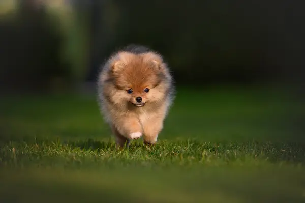 Funny Puppy Running Grass Outdoors Summer Stock Photo