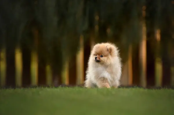 Όμορφο Pomeranian Spitz Κουτάβι Κάθεται Στο Γρασίδι Καλοκαίρι Φωτογραφία Αρχείου