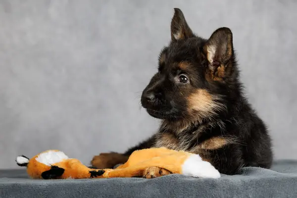 ドイツの羊飼い子犬は灰色のスタジオの背景に柔らかい犬のおもちゃで横たわっています ストック画像