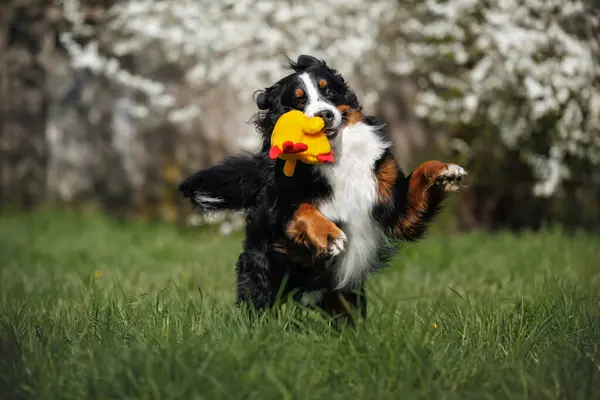 Счастливый Бернский Горный Пес Прыгает Играет Мягкой Игрушкой Траве Фоне Лицензионные Стоковые Фото