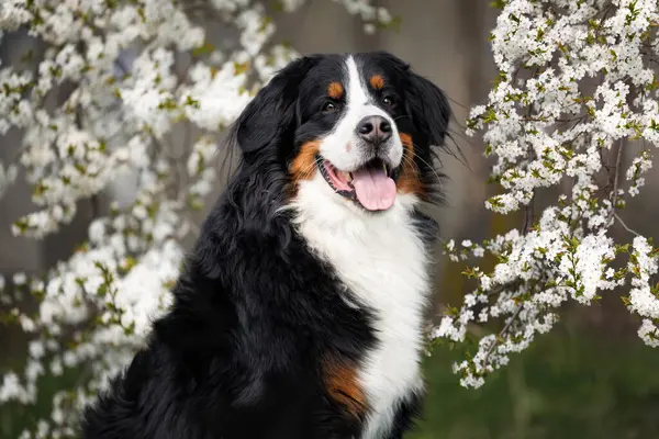在盛开的樱桃树枝下挂着幸福的伯牛斯山狗画像 图库图片