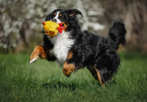 公園の屋外で柔らかいおもちゃと遊ぶ大きいバーベーゼ山の犬は ショットを閉じました ストック画像