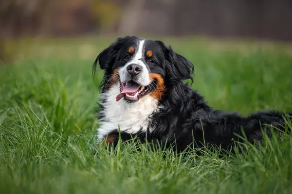 Happy Bernese Mountain Dog Portrait Outdoors While Lying Green Grass Stock Photo