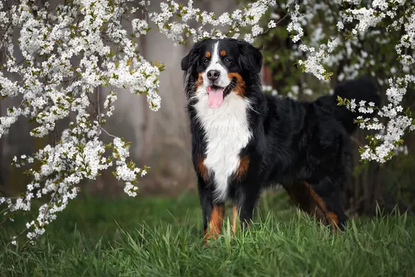 Bernese Fjällhund Står Blommande Körsbärsträd Våren Royaltyfria Stockbilder