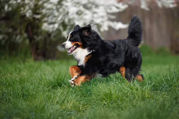 Glücklich Großer Berner Sennenhund Läuft Sommer Auf Grünem Gras Nahaufnahme lizenzfreie Stockfotos