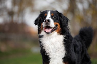 Parkta dikilen mutlu bir Bernese dağ köpeğinin portresini yakından çek.
