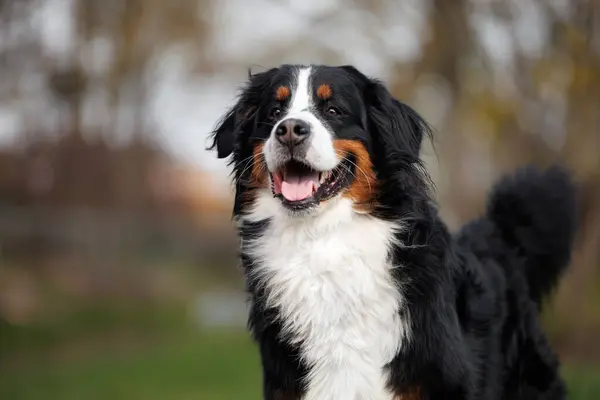 公園の屋外に立っている幸せなバーナス山の犬の肖像画を閉じる ロイヤリティフリーのストック画像
