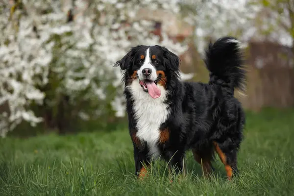 Bernese Mountain Dog Standing Outdoors Blooming Cherry Trees Background Stock Image