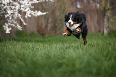 Bernese Muntain köpeği baharda yeşil çimlerde koşarken ağzında tenis topu vardı.