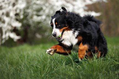 Bernese dağ köpeği ağzında tenis topuyla çimlerin üzerinde zıplıyor.