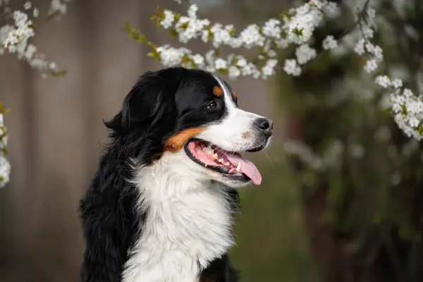 在盛开的樱花枝下 伯牛斯山脉的狗在户外的肖像 图库照片