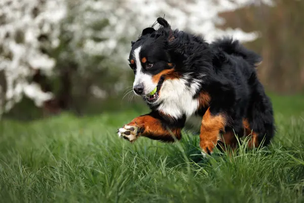 Gelukkig Bernese Berg Hond Springen Gras Met Een Tennisbal Mond Rechtenvrije Stockfoto's