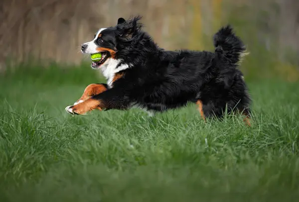 テニスボールで緑の草の上を走る幸せなバーニーズマウンテンドッグ ストックフォト