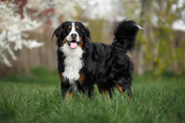 Happy Bernese Mountain Dog Standing Green Grass Outdoors Spring Stock Image