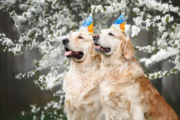 桜の花の下でアウトドアで一緒に誕生日の帽子でポーズする2つの幸せなゴールデンレトリーバー犬 ストックフォト